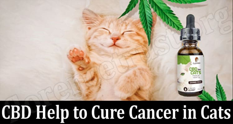Does CBD Help to Cure Cancer in Cats?