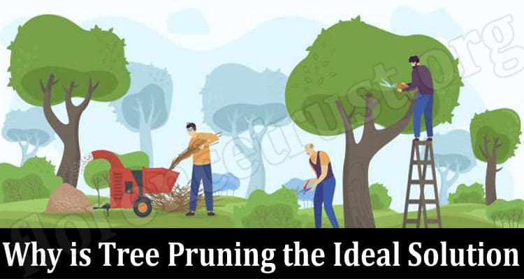 Latest News Tree Pruning the Ideal Solution