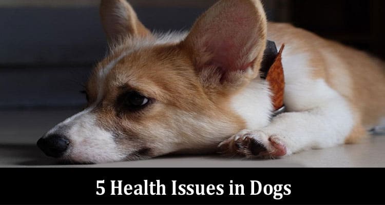 Complete Information About 5 Health Issues in Dogs