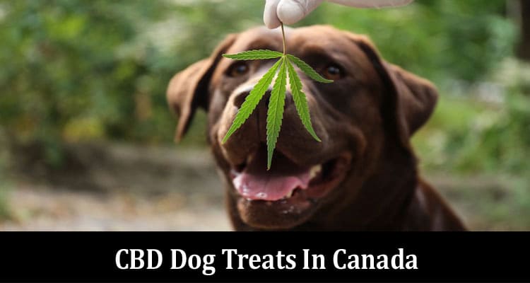 A Comprehensive Guide To CBD Dog Treats In Canada