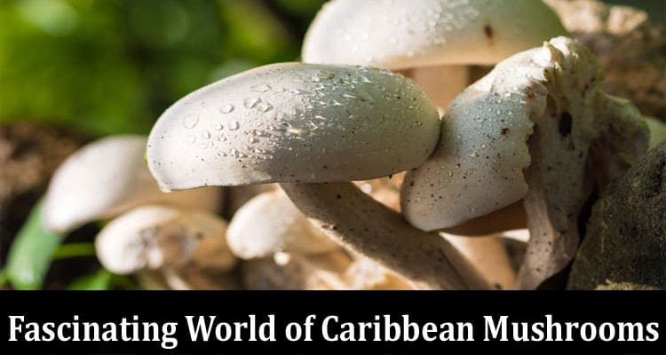 Exploring the Fascinating World of Caribbean Mushrooms