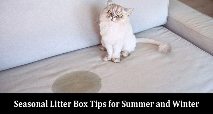 Complete Information Seasonal Litter Box Tips for Summer and Winter